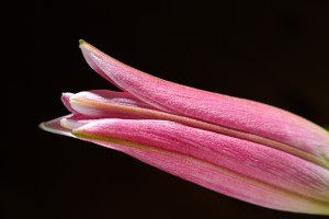  Lily Of Pink